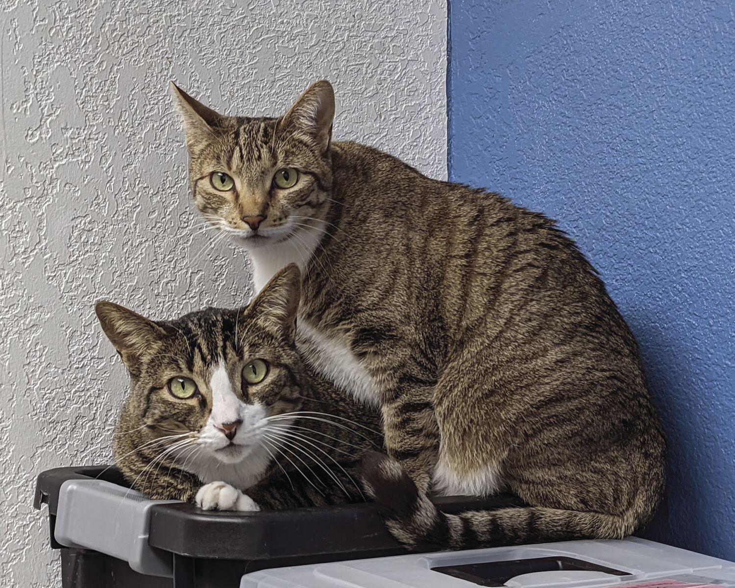 Zeus and Zippy